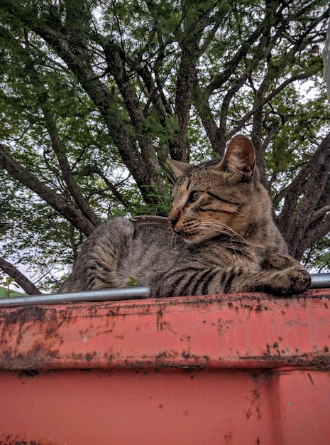 木に支えられた壁に座っている猫の低角度の視点