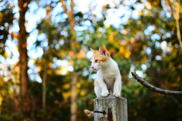 Photo low angle view of cat sitting on tree