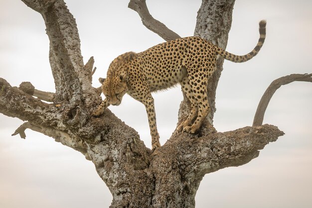 Photo low angle view of cat on tree against sky