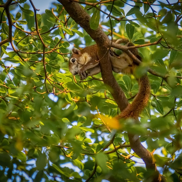 Low angle view of cat on tree