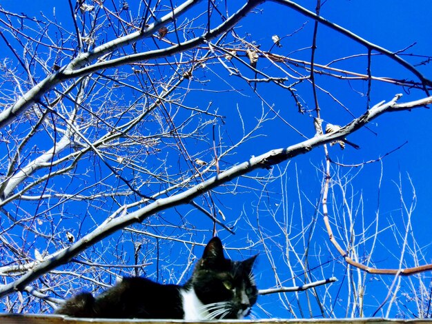 Low angle view of a cat on tree