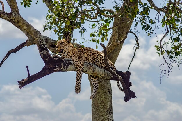 Photo low angle view of cat on tree