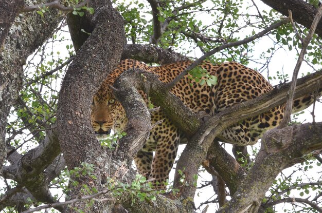 Photo low angle view of a cat on tree