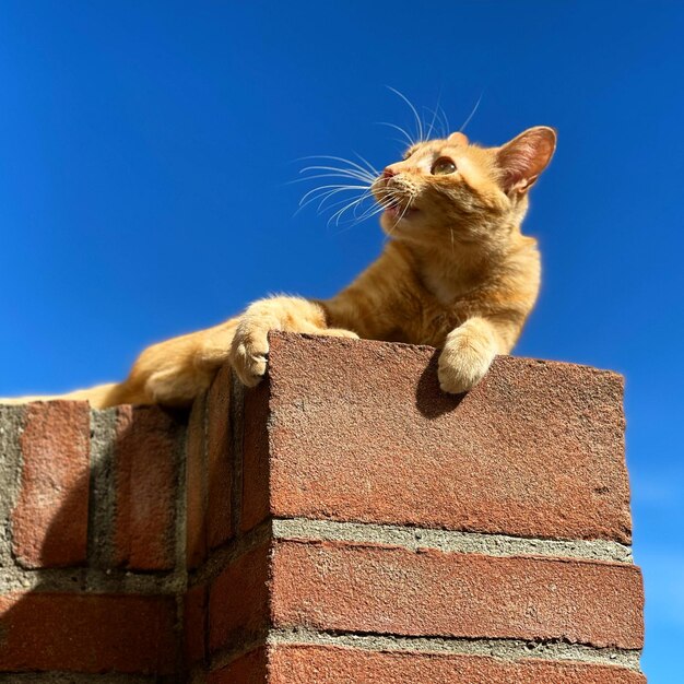 Low angle view of cat on wall against blue sky