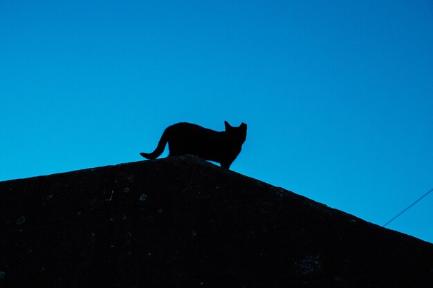 Photo low angle view of cat on wall against clear blue sky