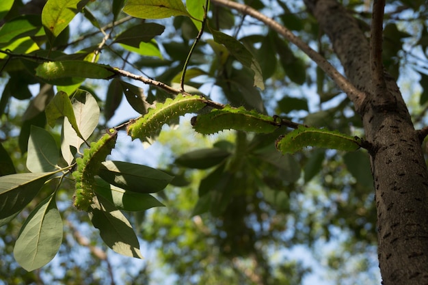 Photo low angle view of caterpillars on tree