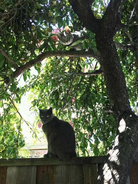 Photo low angle view of cats on tree