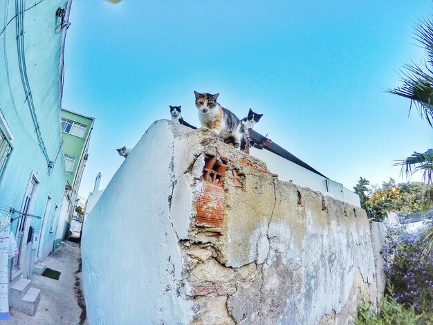 Low angle view of cats on wall against clear sky