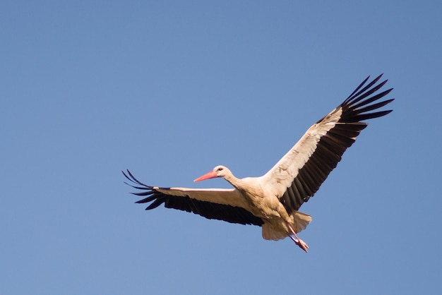 Photo low angle view of cegonha flying against clear sky