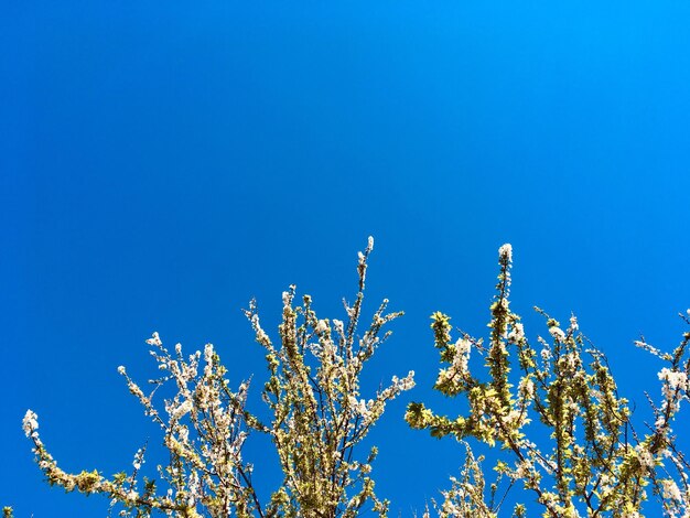 Low angle view of cherry blossom against blue sky