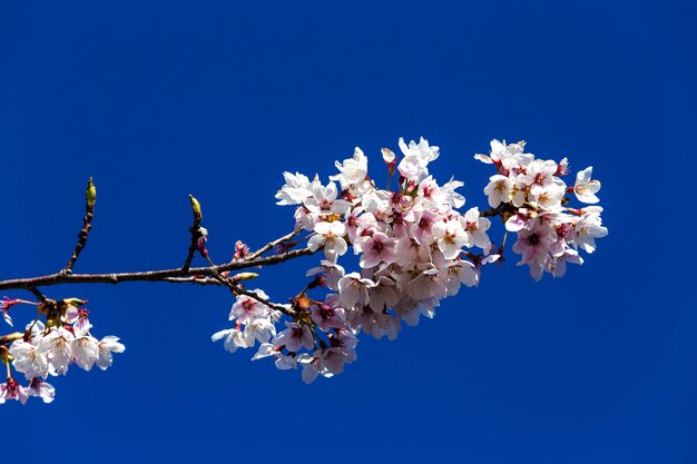 Low angle view of cherry blossom against blue sky