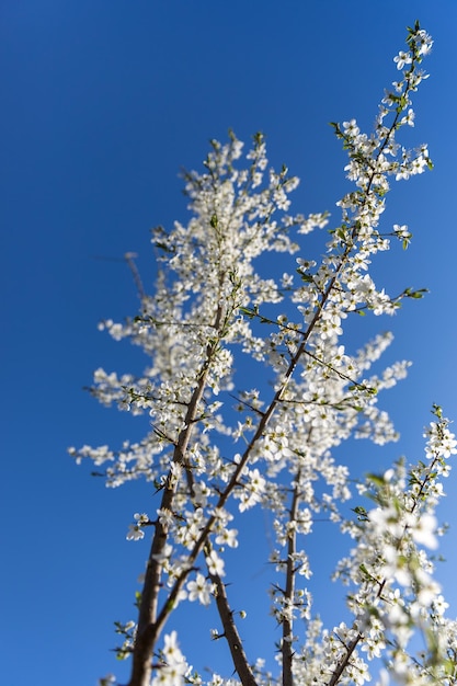 Low angle view of cherry blossom against blue sky