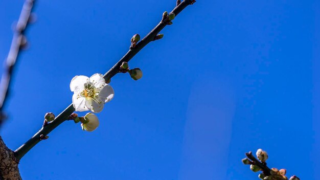 Low angle view of cherry blossom against blue sky