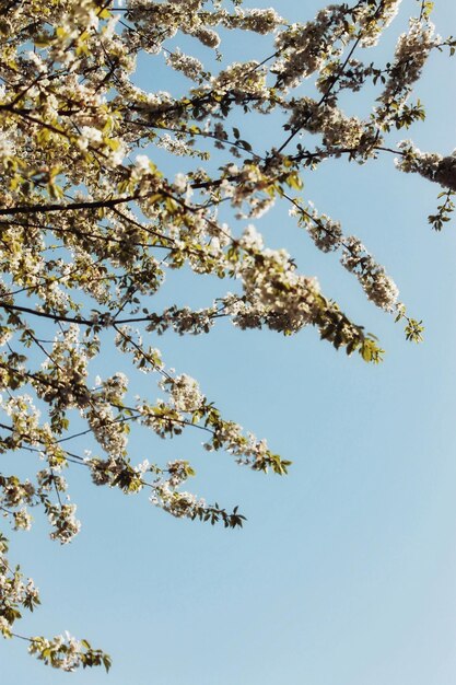 Low angle view of cherry blossom against blue sky