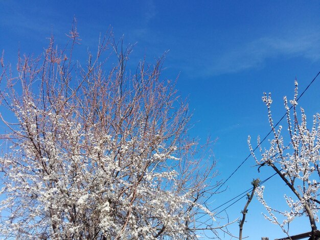 Low angle view of cherry blossom against blue sky