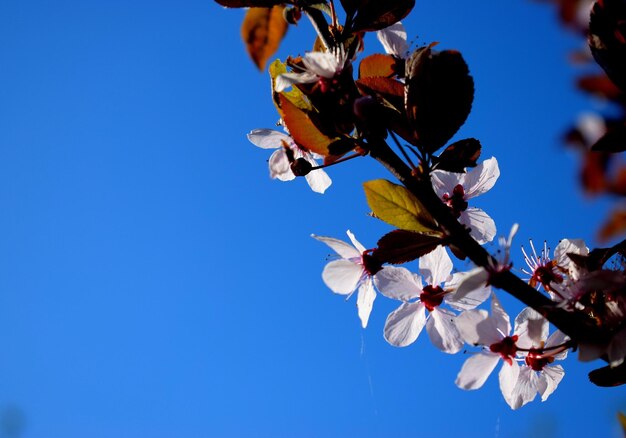 Low angle view of cherry blossom against blue sky