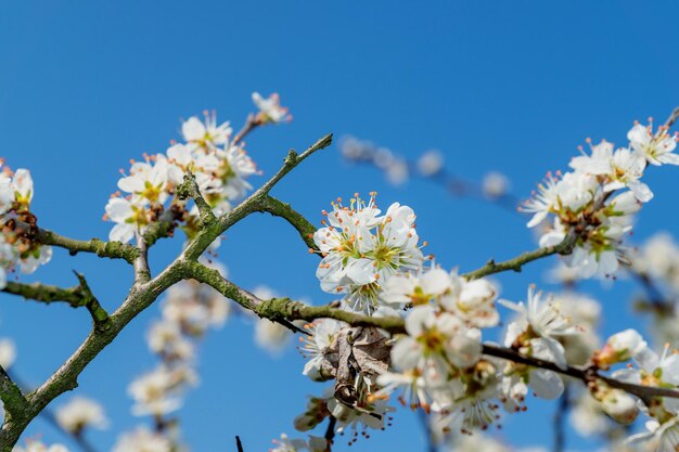 Low angle view of cherry blossom against blue sky