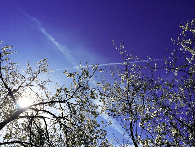 Photo low angle view of cherry blossom against blue sky