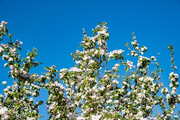 Low angle view of cherry blossom against blue sky