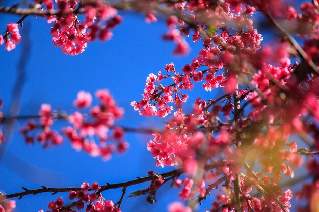 Low angle view of cherry blossom against blue sky