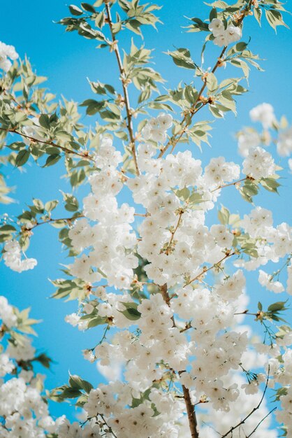 Low angle view of cherry blossom against blue sky