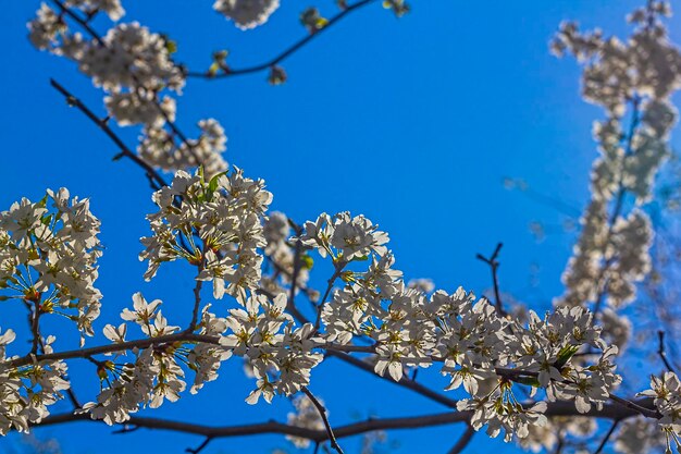 Low angle view of cherry blossom against blue sky