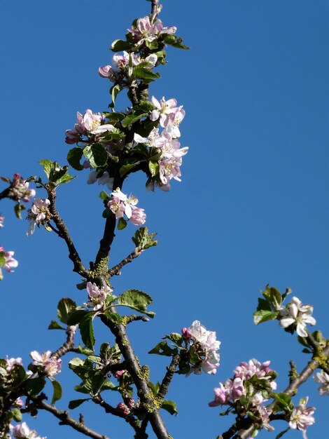 Low angle view of cherry blossom against clear blue sky