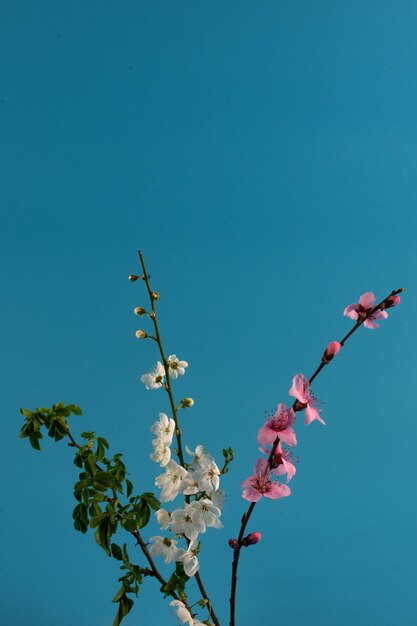 Low angle view of cherry blossom against clear blue sky