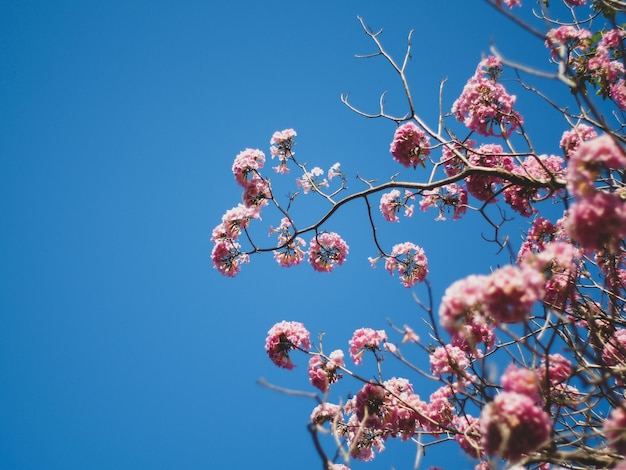 Photo low angle view of cherry blossom against clear blue sky