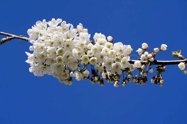 Low angle view of cherry blossom against clear blue sky