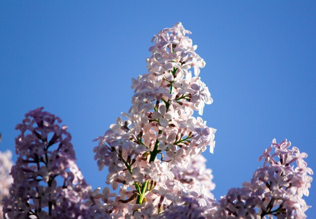 Foto vista a basso angolo del fiore di ciliegio contro un cielo blu limpido