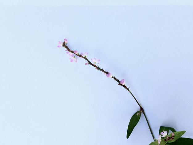 Photo low angle view of cherry blossom against clear sky