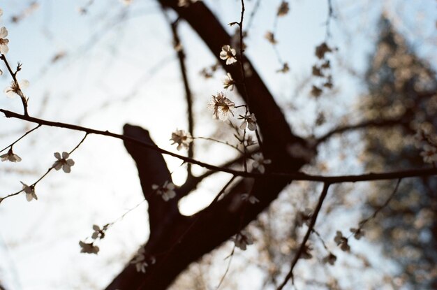 Photo low angle view of cherry blossom against sky