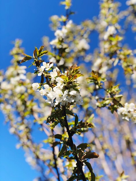 Low angle view of cherry blossom against sky