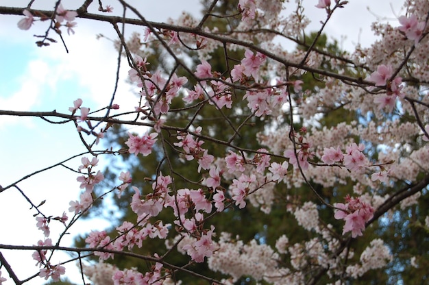 low angle view of cherry blossom growing on tree