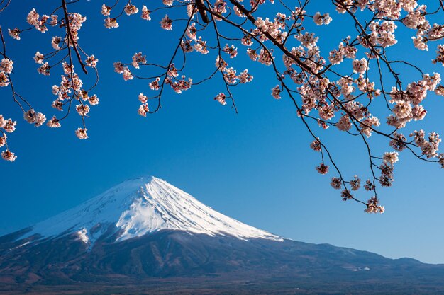 Photo low angle view of cherry blossom tree against blue sky