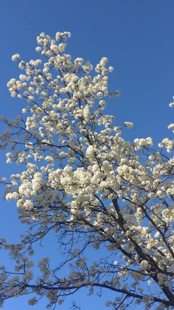 Low angle view of cherry blossom tree against blue sky