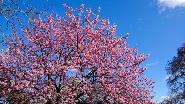 Low angle view of cherry blossom tree against blue sky