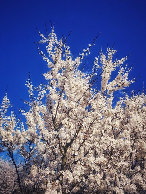 Low angle view of cherry blossom tree against blue sky