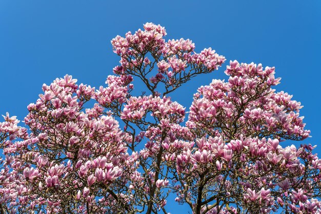 Low angle view of cherry blossom tree against blue sky