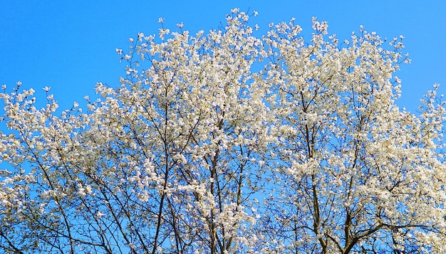 Low angle view of cherry blossom tree against blue sky