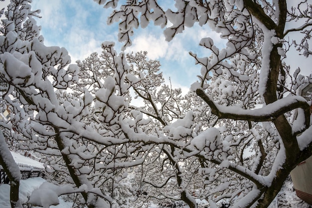 Low angle view of cherry blossom on tree during winter