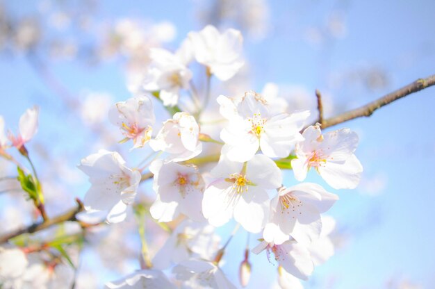 Low angle view of cherry blossom tree