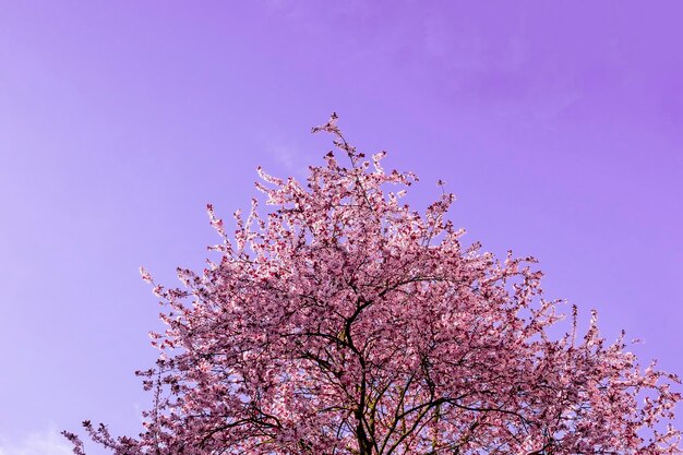 Low angle view of cherry blossom tree