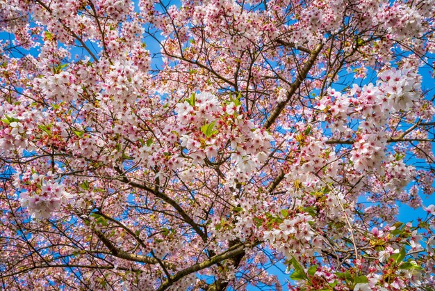 Photo low angle view of cherry blossom tree