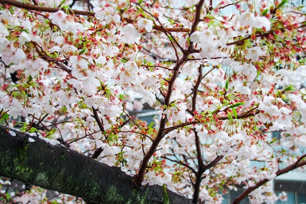 Foto vista a basso angolo dell'albero in fiore di ciliegio