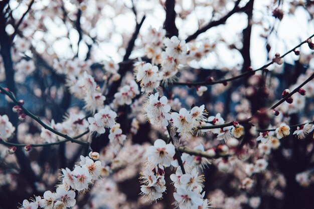 Low angle view of cherry blossom tree