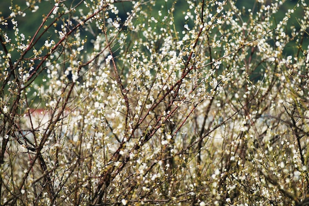 Low angle view of cherry blossom tree