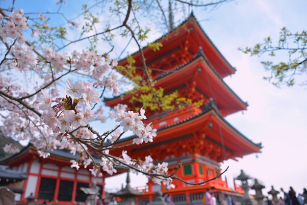 Low angle view of cherry blossom tree