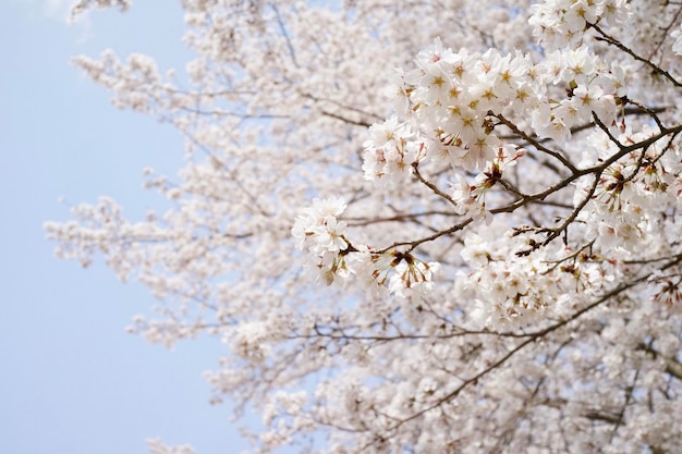 Photo low angle view of cherry blossom tree